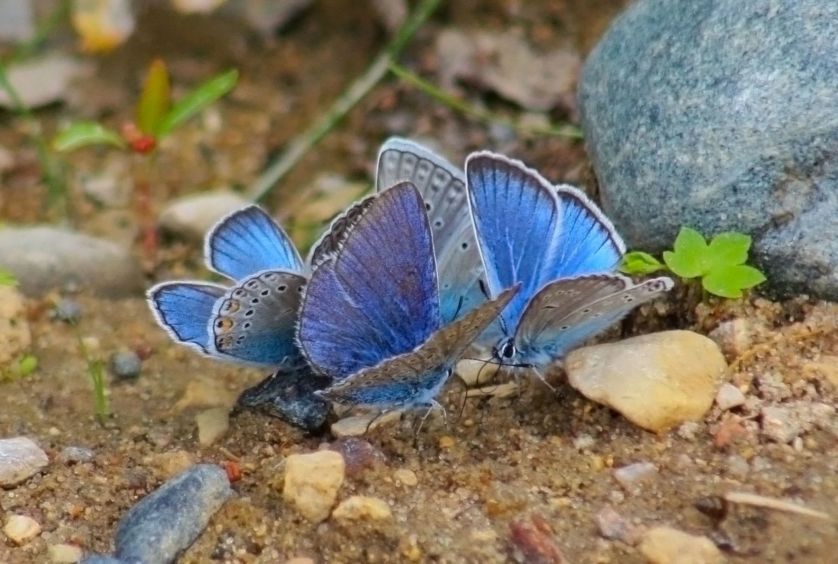 Мотылек киноварь