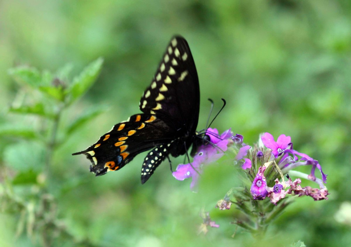 Бабочка парусник Адмирал Махаон