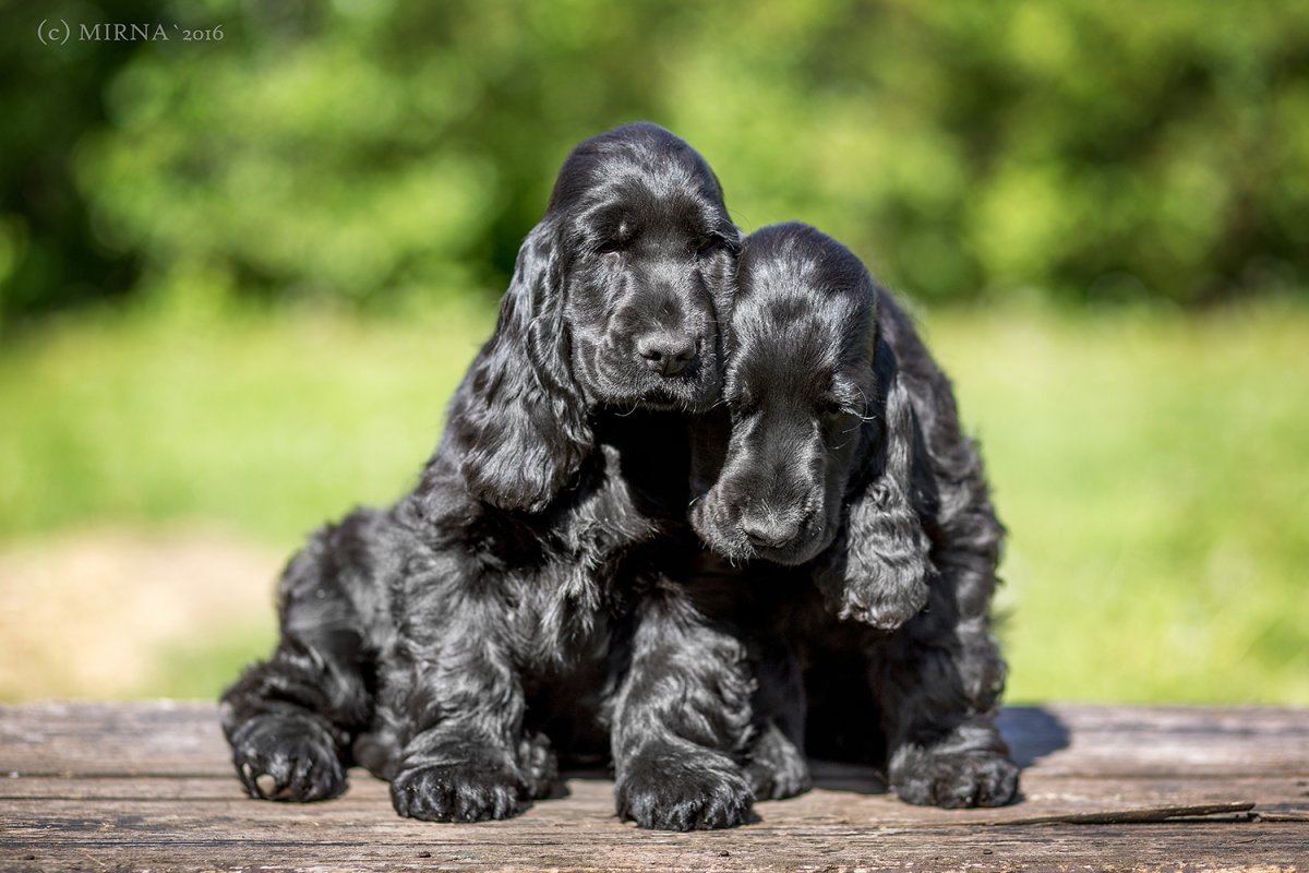 Кокер спаниель короткошерстный