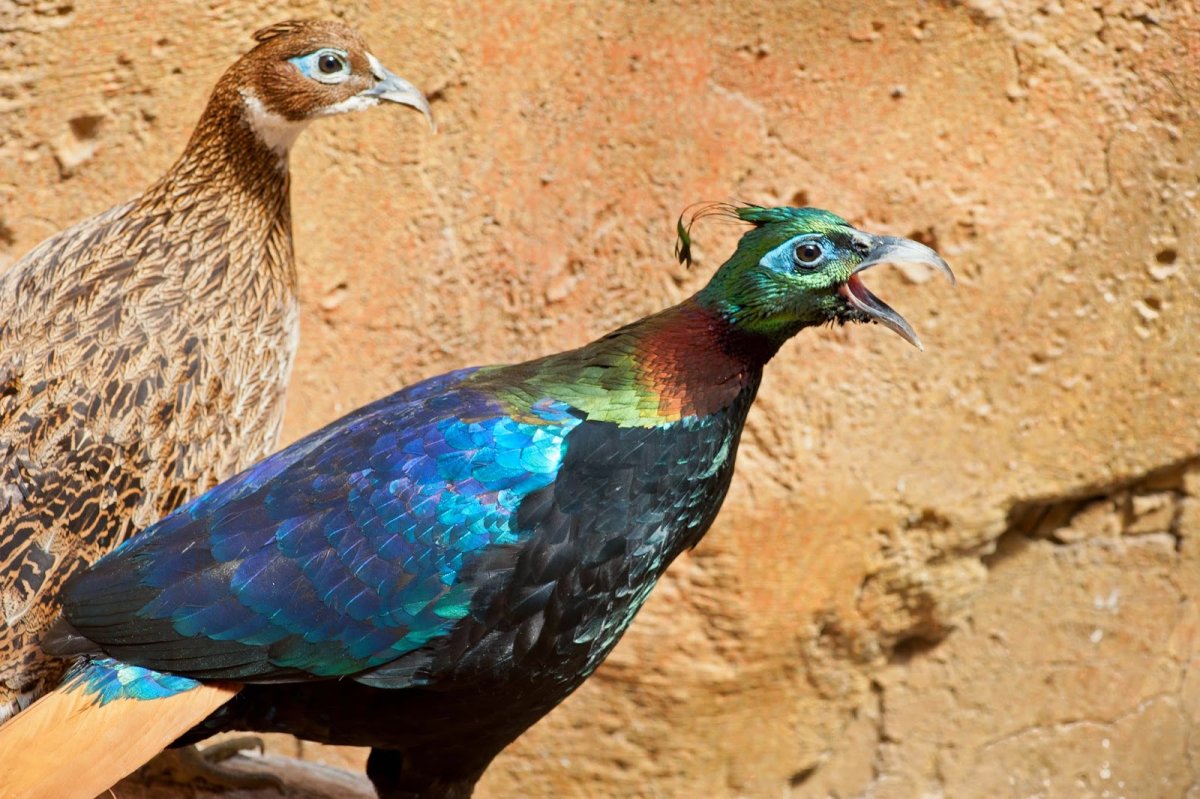 Коровы с крыльями Эстетика