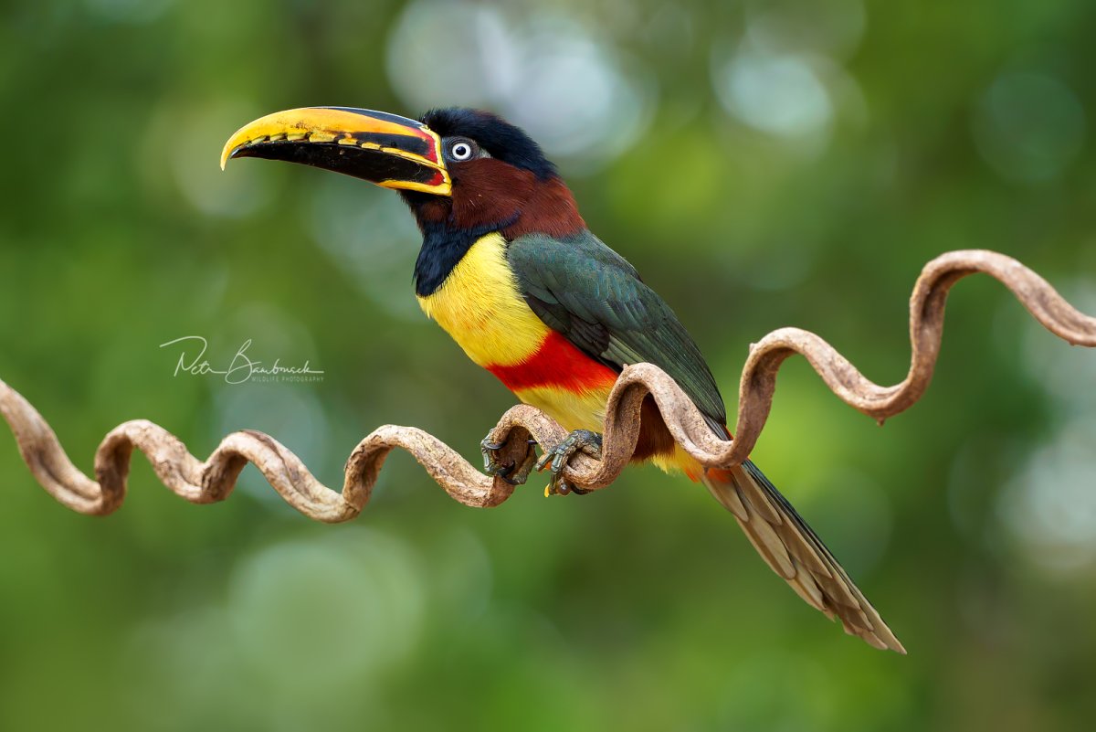 Андский Кондор