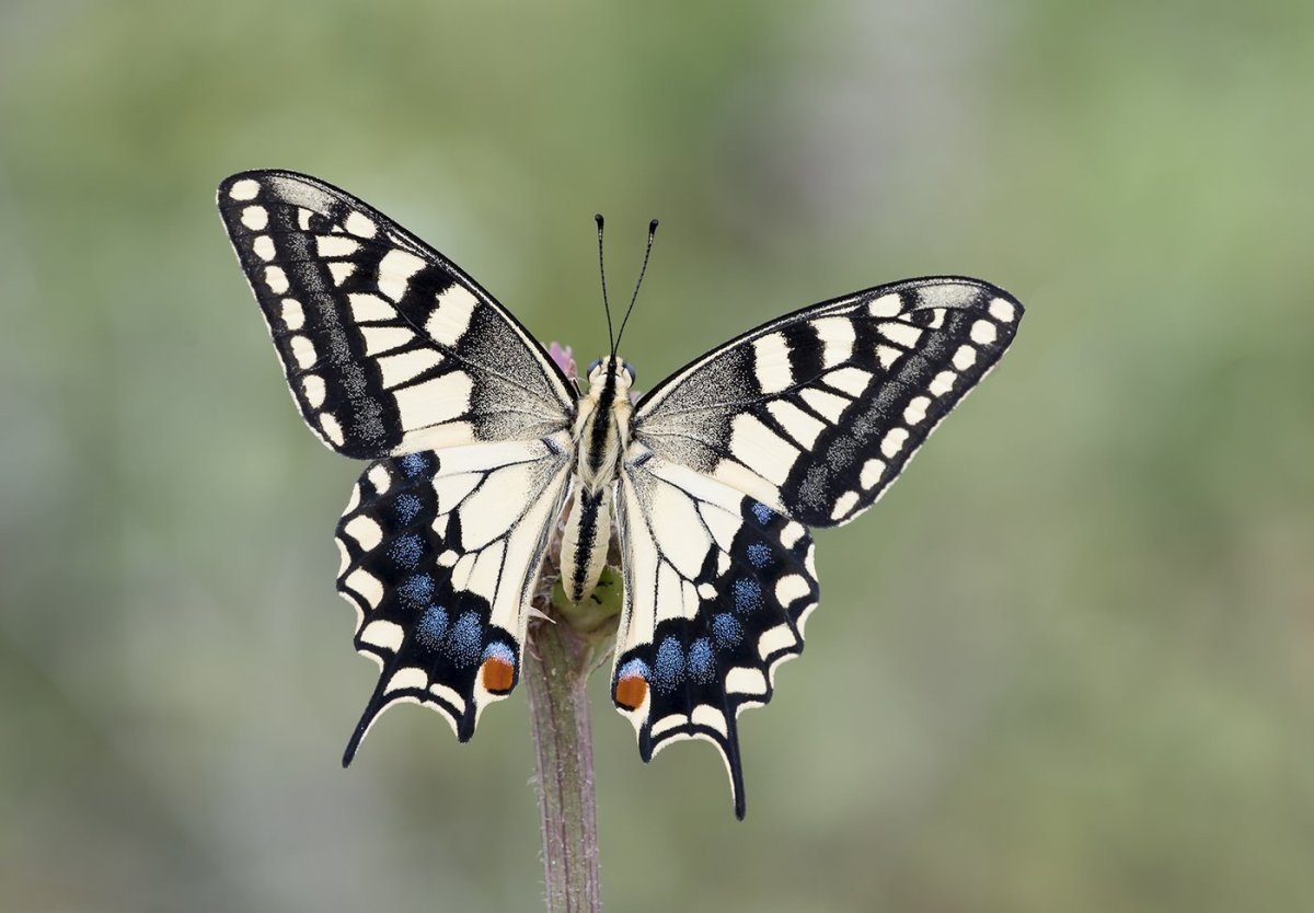 Махаон бабочка Махаон