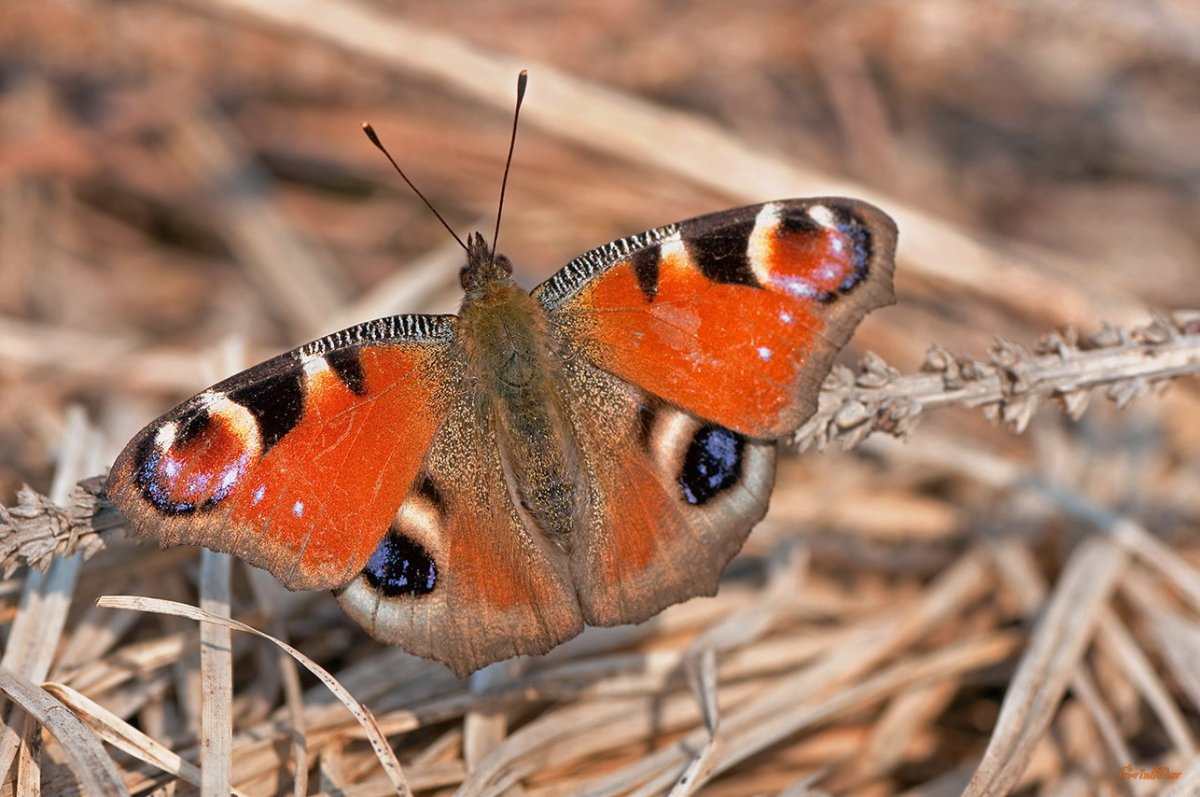 Жизнь бабочки