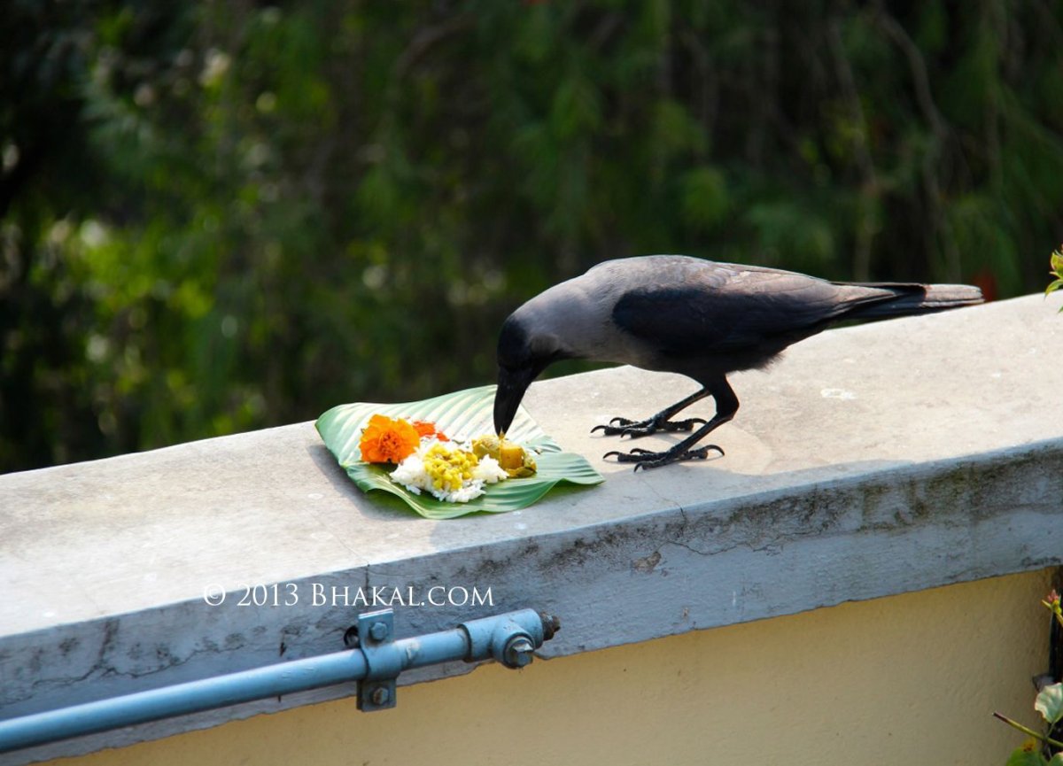 Mycteria leucocephala