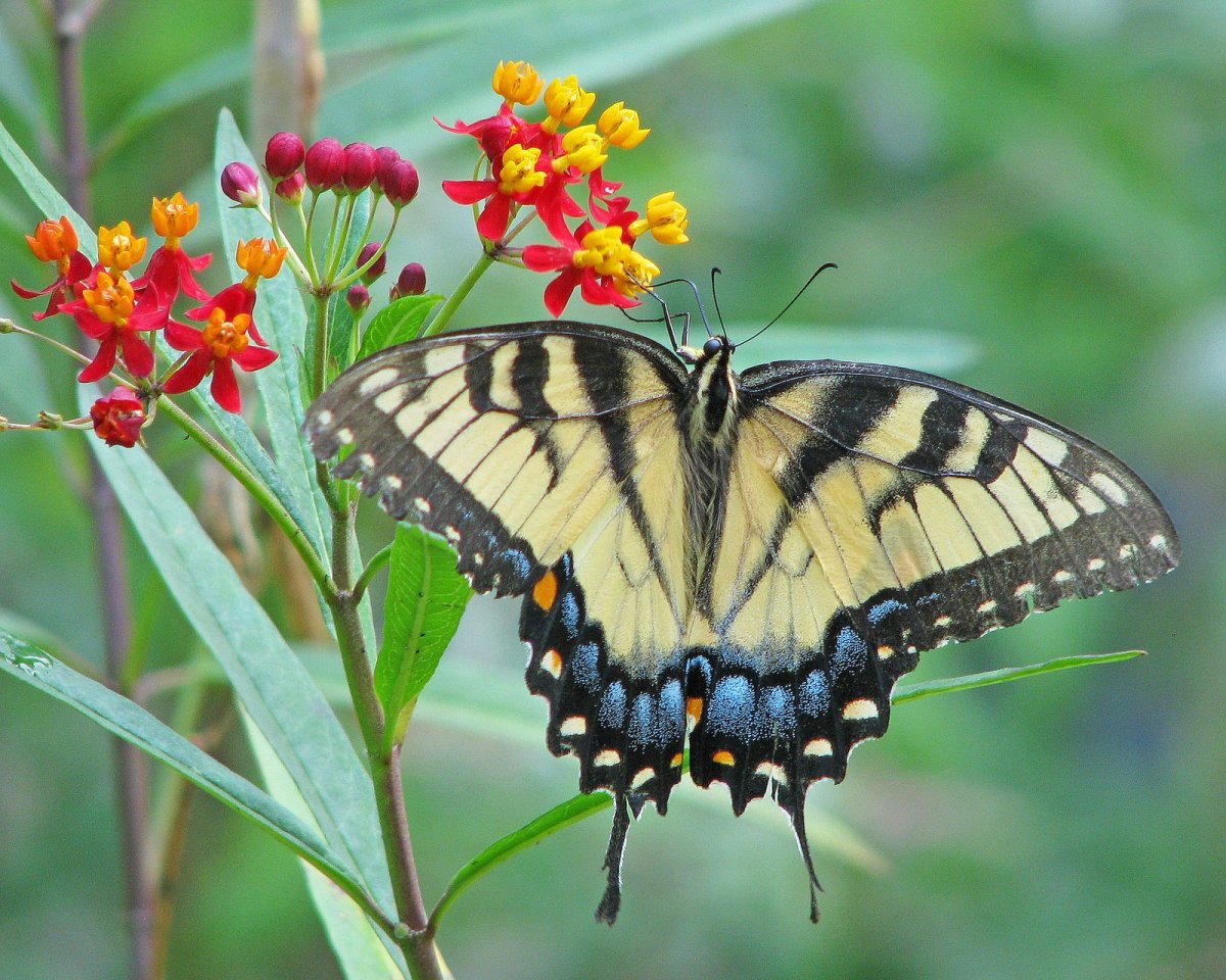 Цветок Бермудские бабочки
