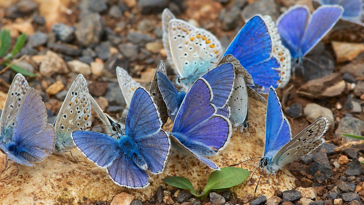 Объемная вышивка бабочка