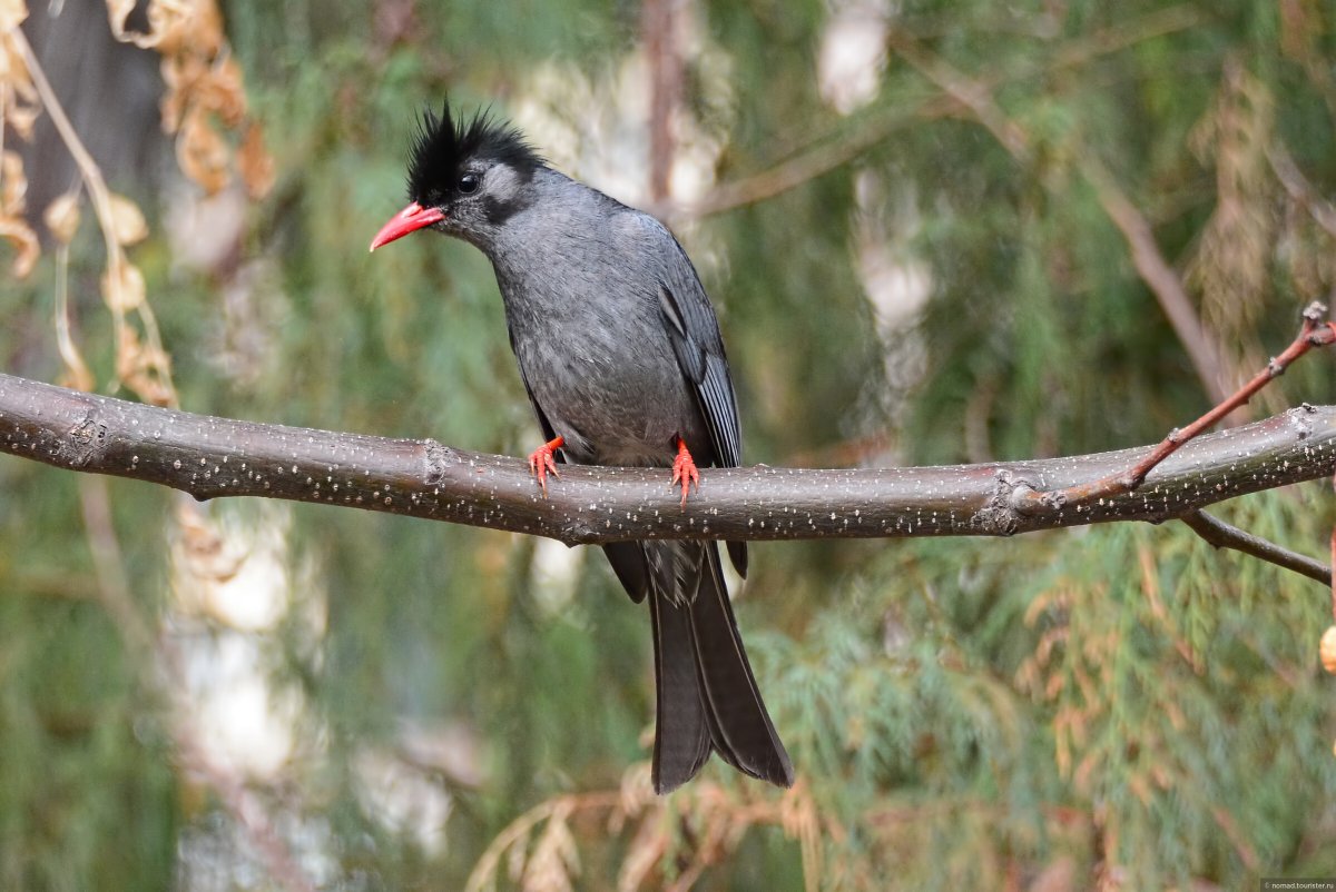 Фестиваль ворон в Непале