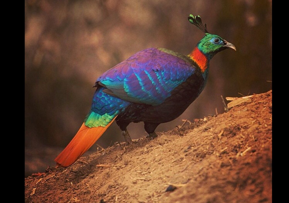 Монал Гималайский Непал