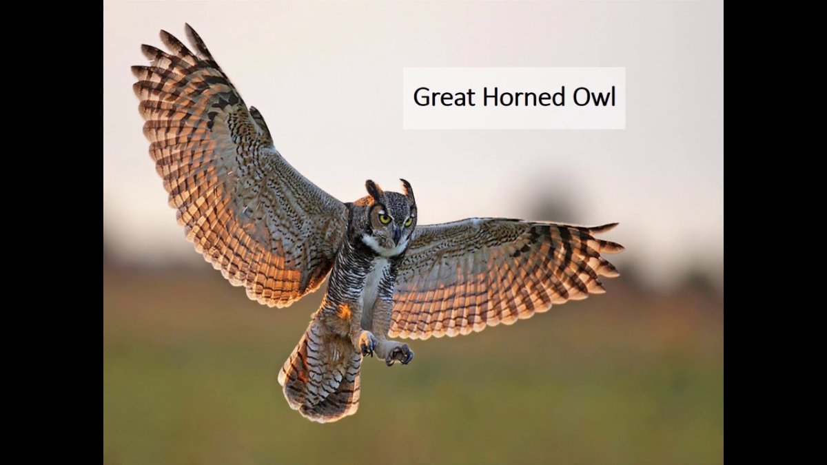 Венесуэла исполинский серый козодой