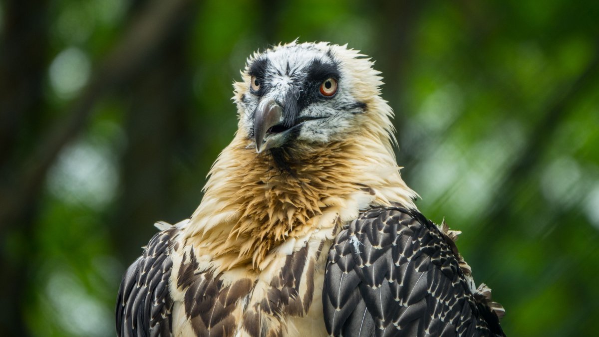 Тропическая птица гоацин