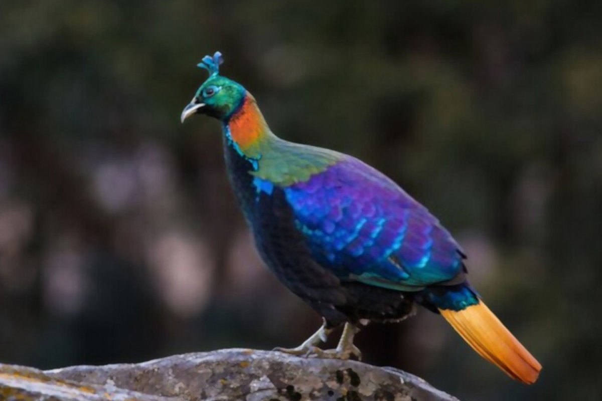 Гималайский монал