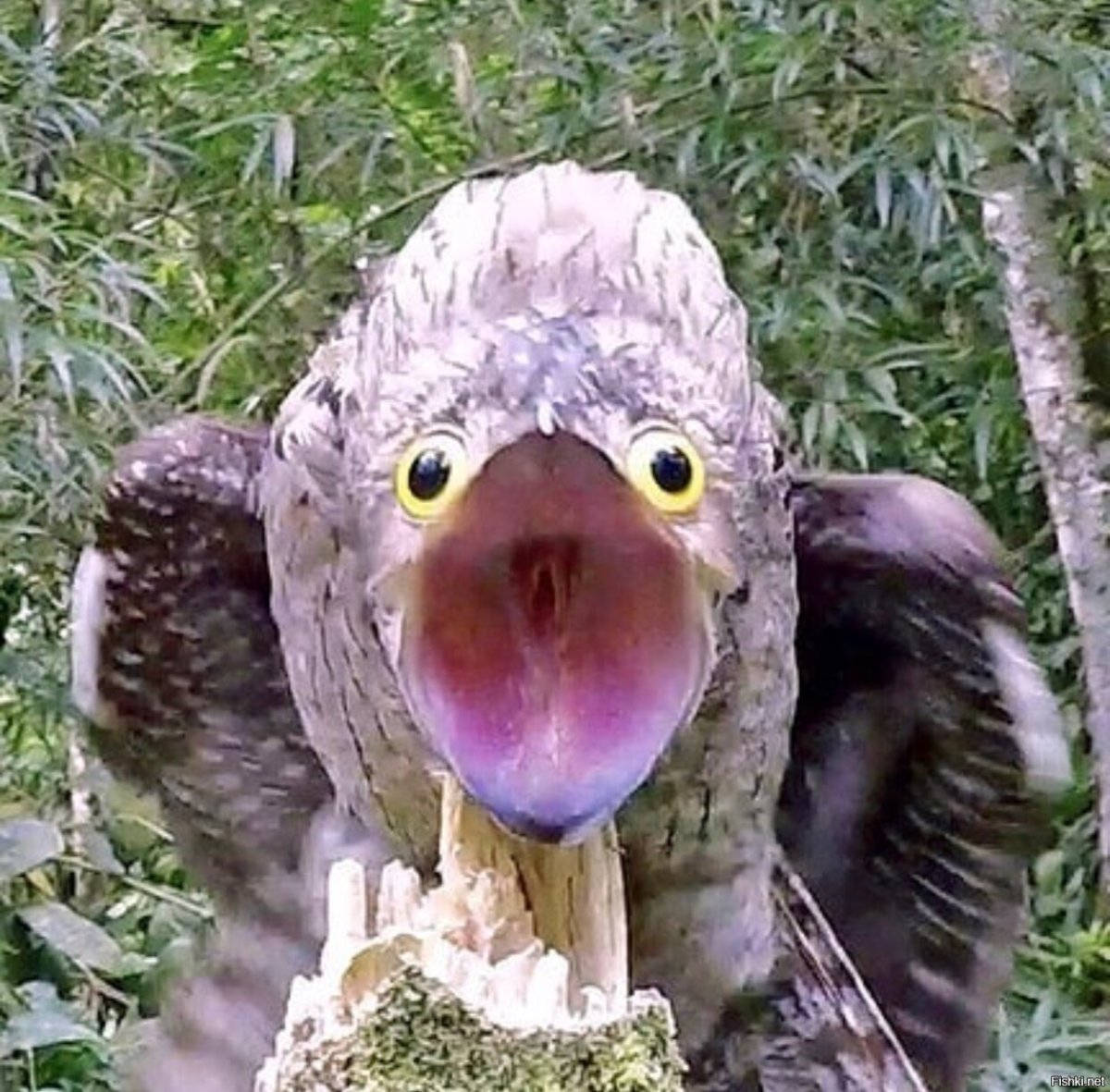 В Непале есть голуби?