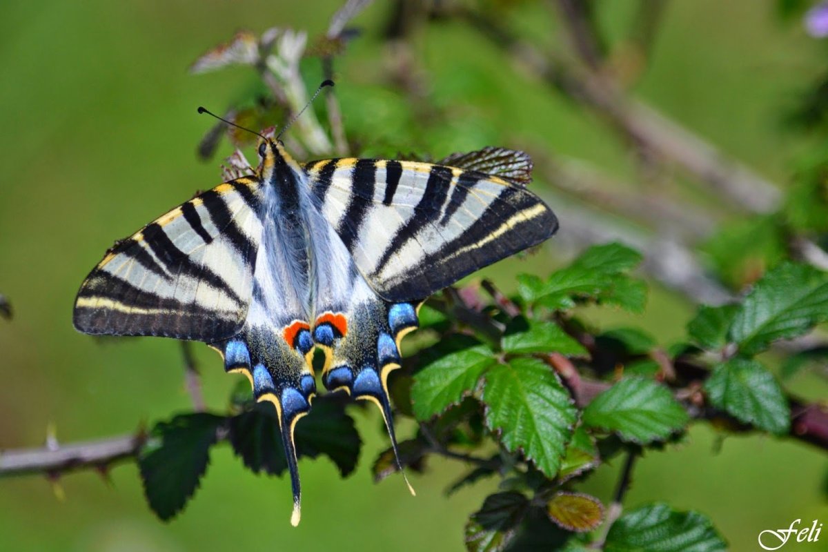 Махаон и Подалирий