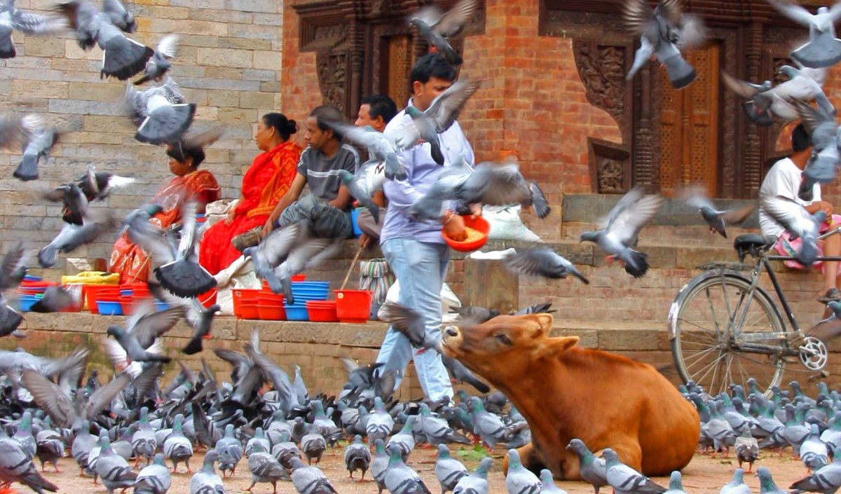 Гималайские птицы