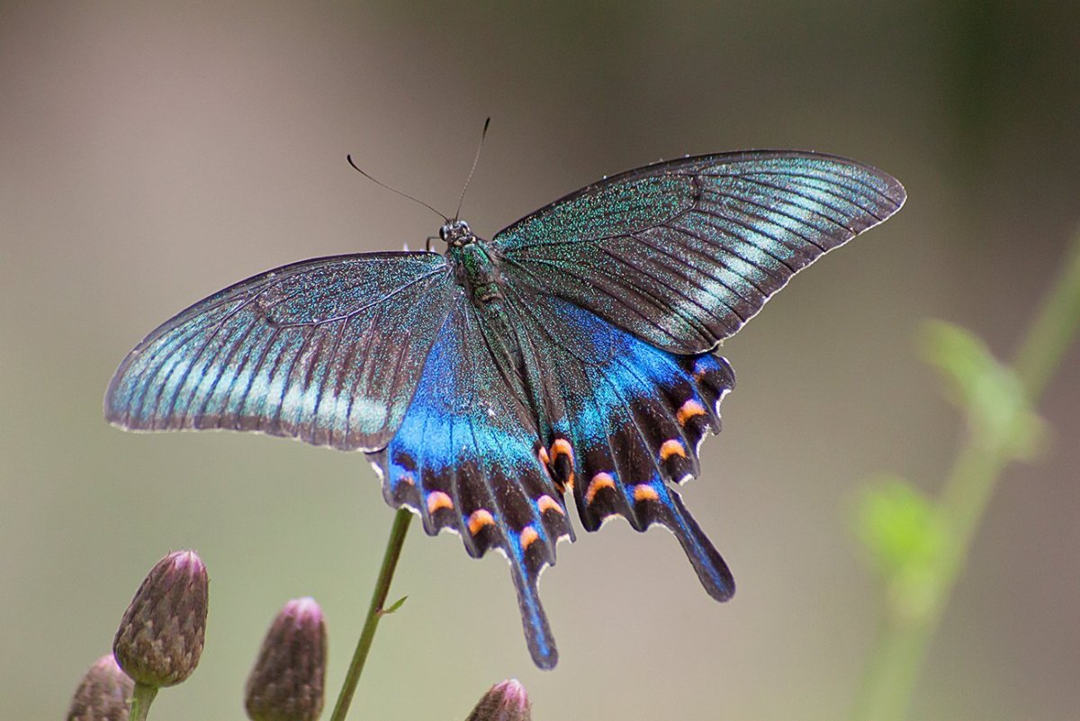 Махаон Маака бабочка