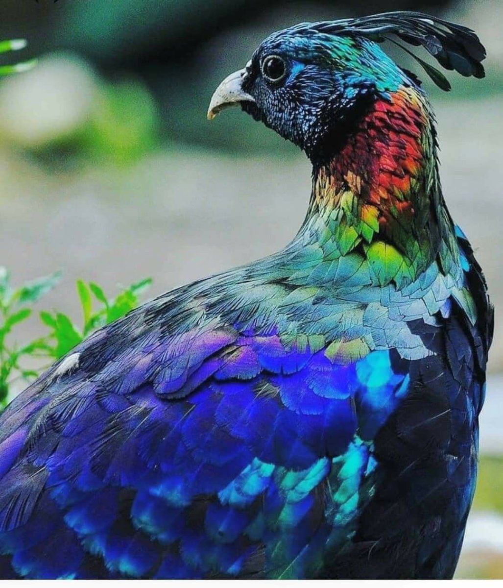 Гималайский монал самка