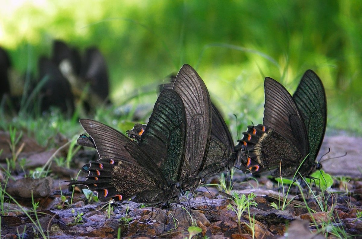 Red Admiral бабочка