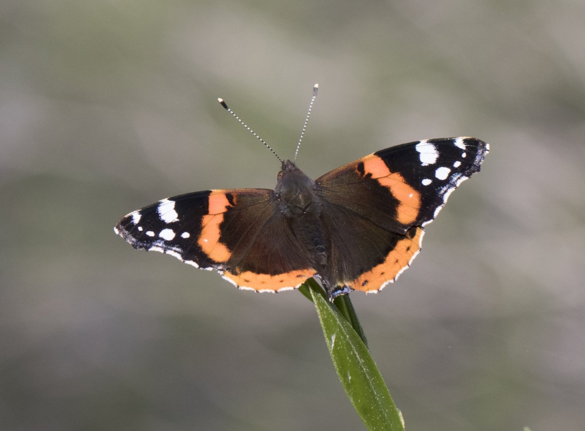 Бабочки приморского края