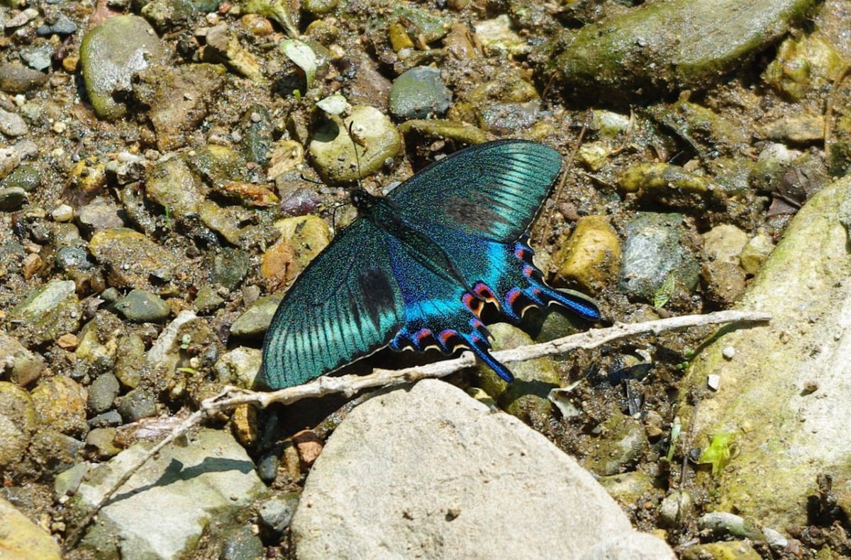 Кедровая Падь заповедник