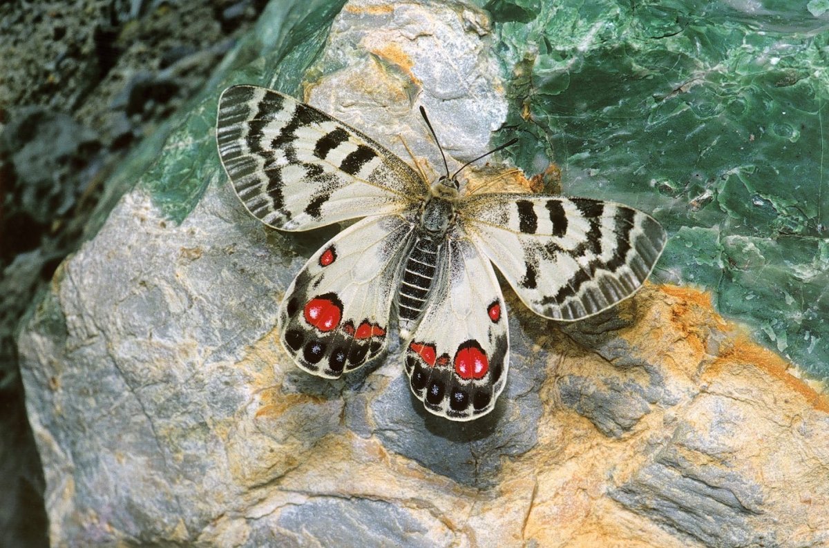 Марипоса Монарка заповедник