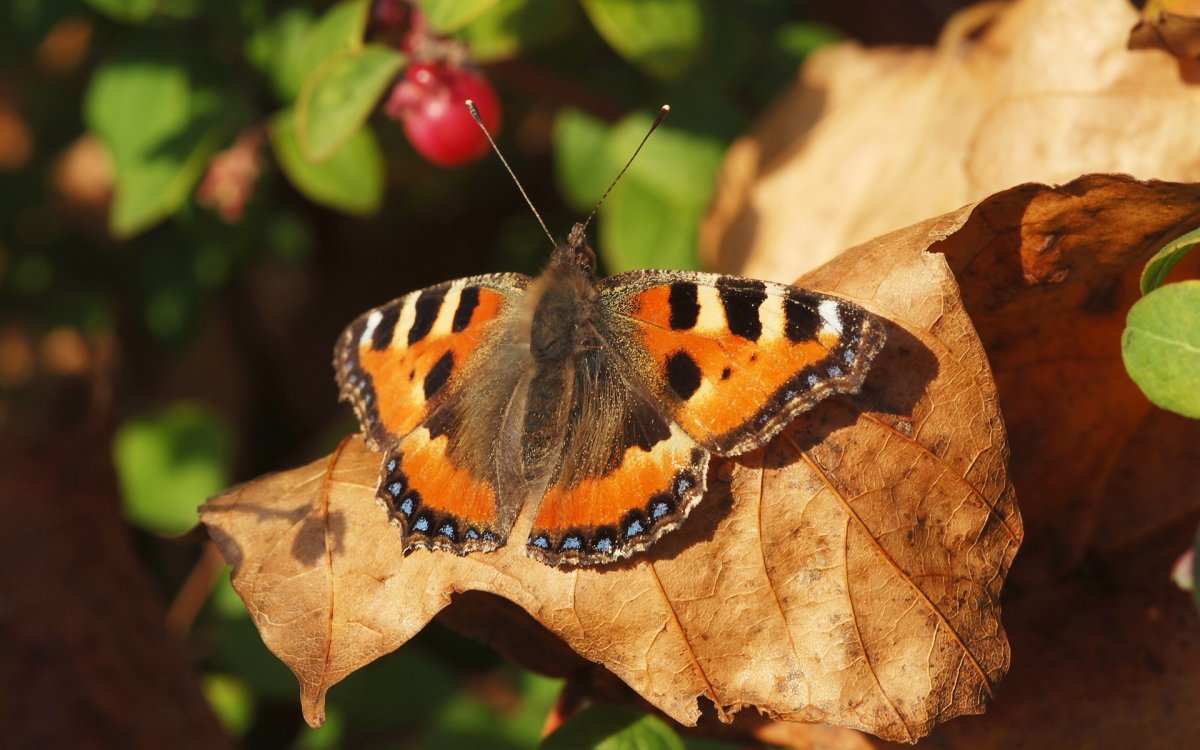 Переливница Ивовая бабочка