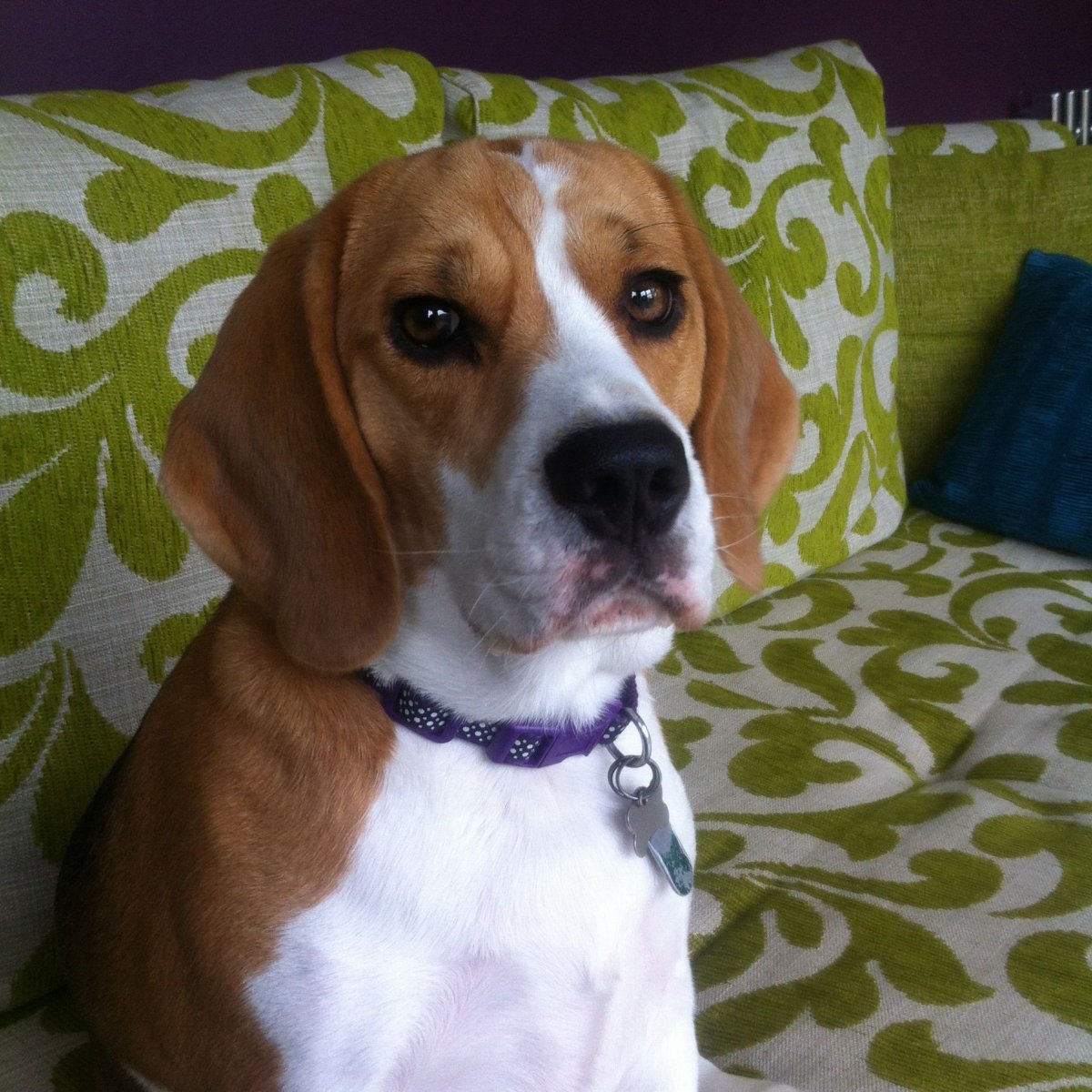 Кокер спаниель гладкошерстный