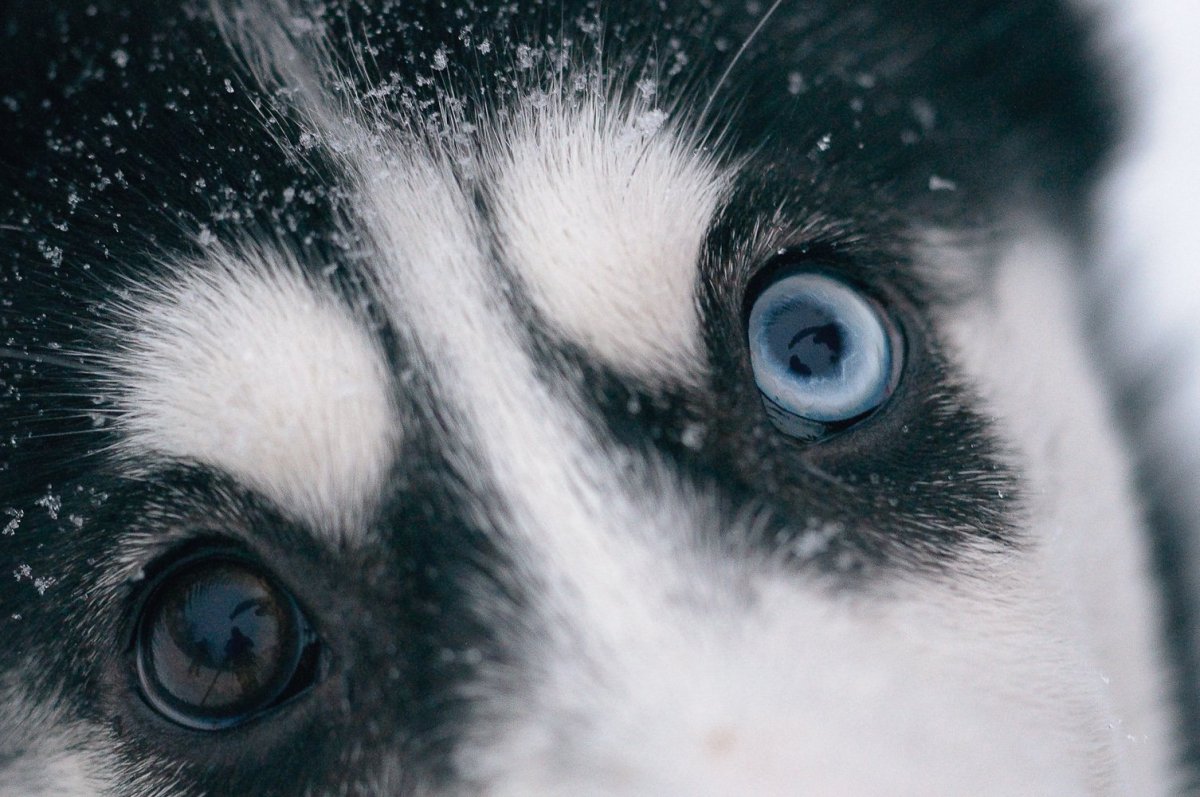 Глазки у хаски