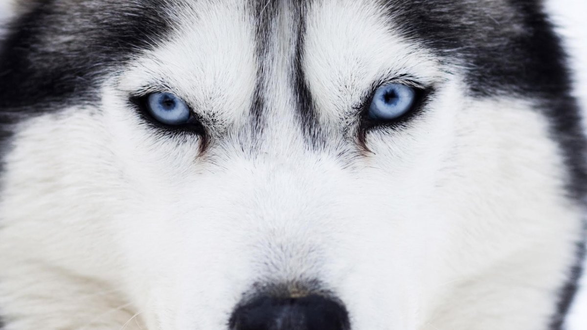 Глаза хаски крупным планом
