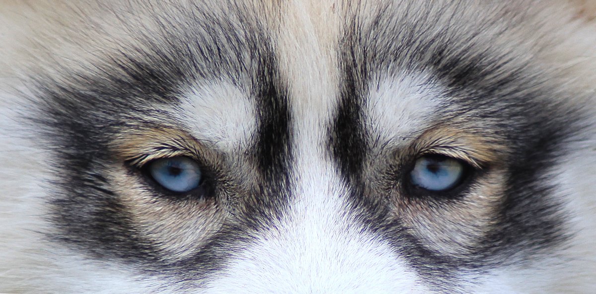 Сибирский хаски глаза