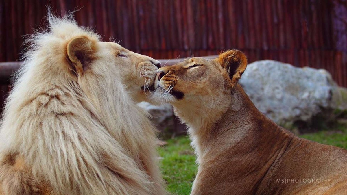 Львиный поцелуй