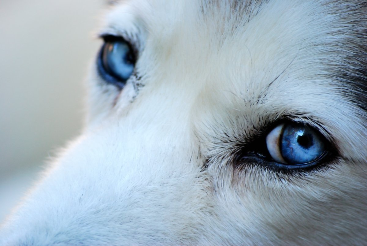 Тамара Чарквиани