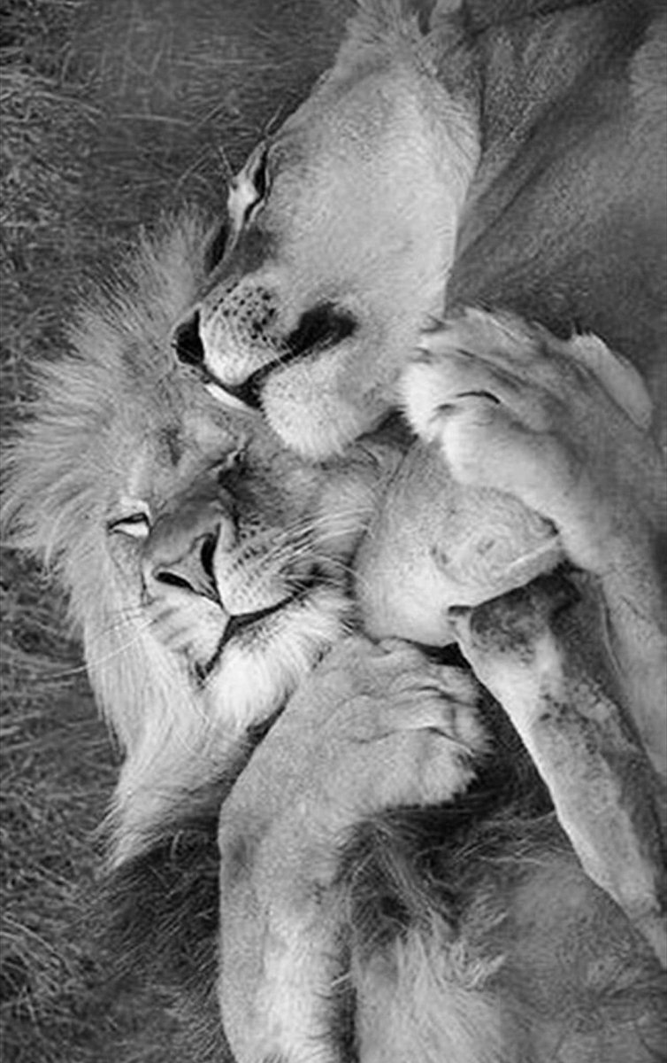 Любовь животных