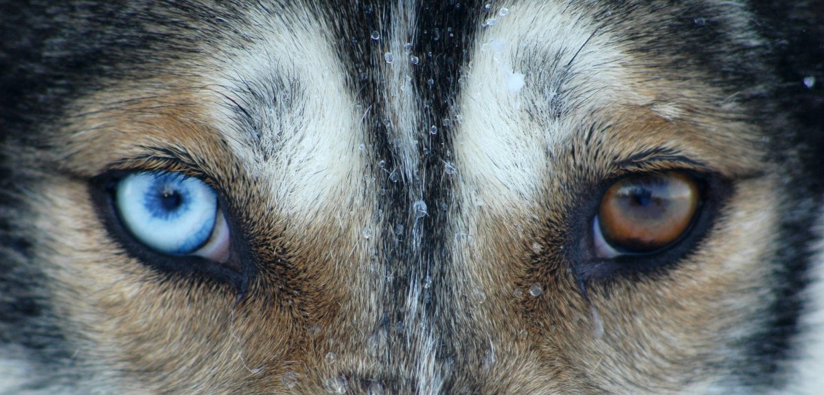 Гетерохромия Радужки у хаски