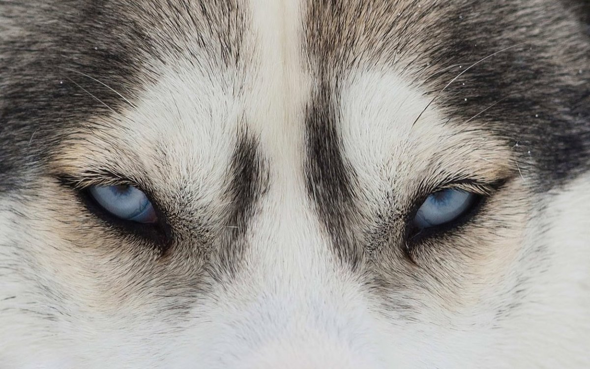 Взгляд хаски
