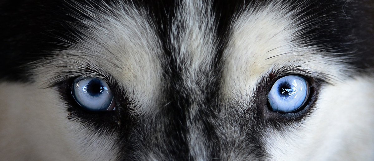 Хаски стеклянный левый глаз