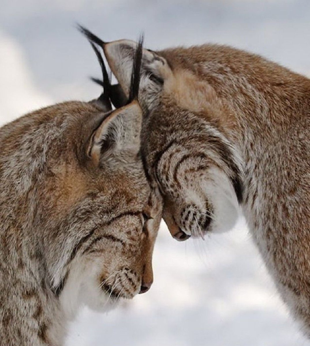 Животные целуются
