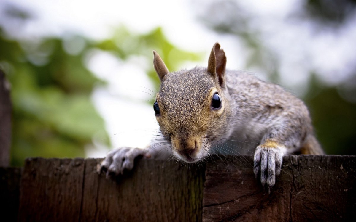 Мордочка белки