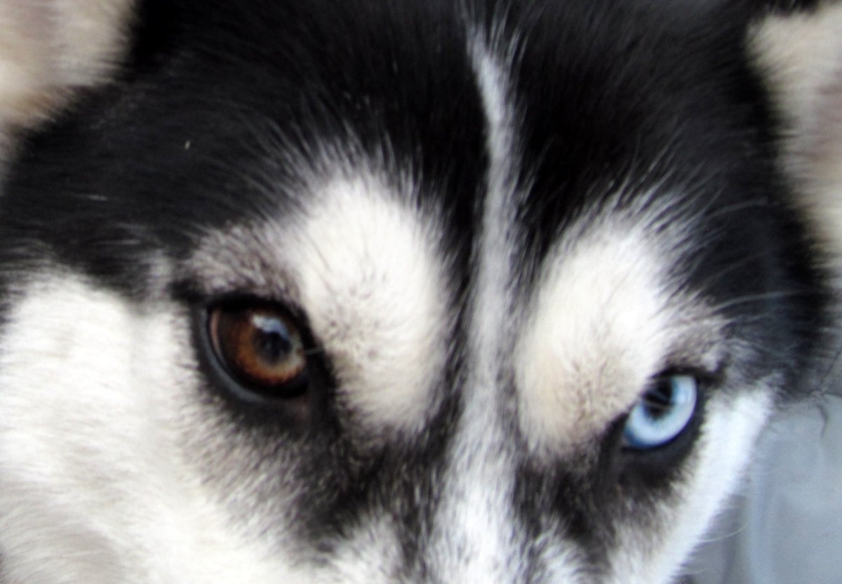 Хаски глаза фото крупным планом