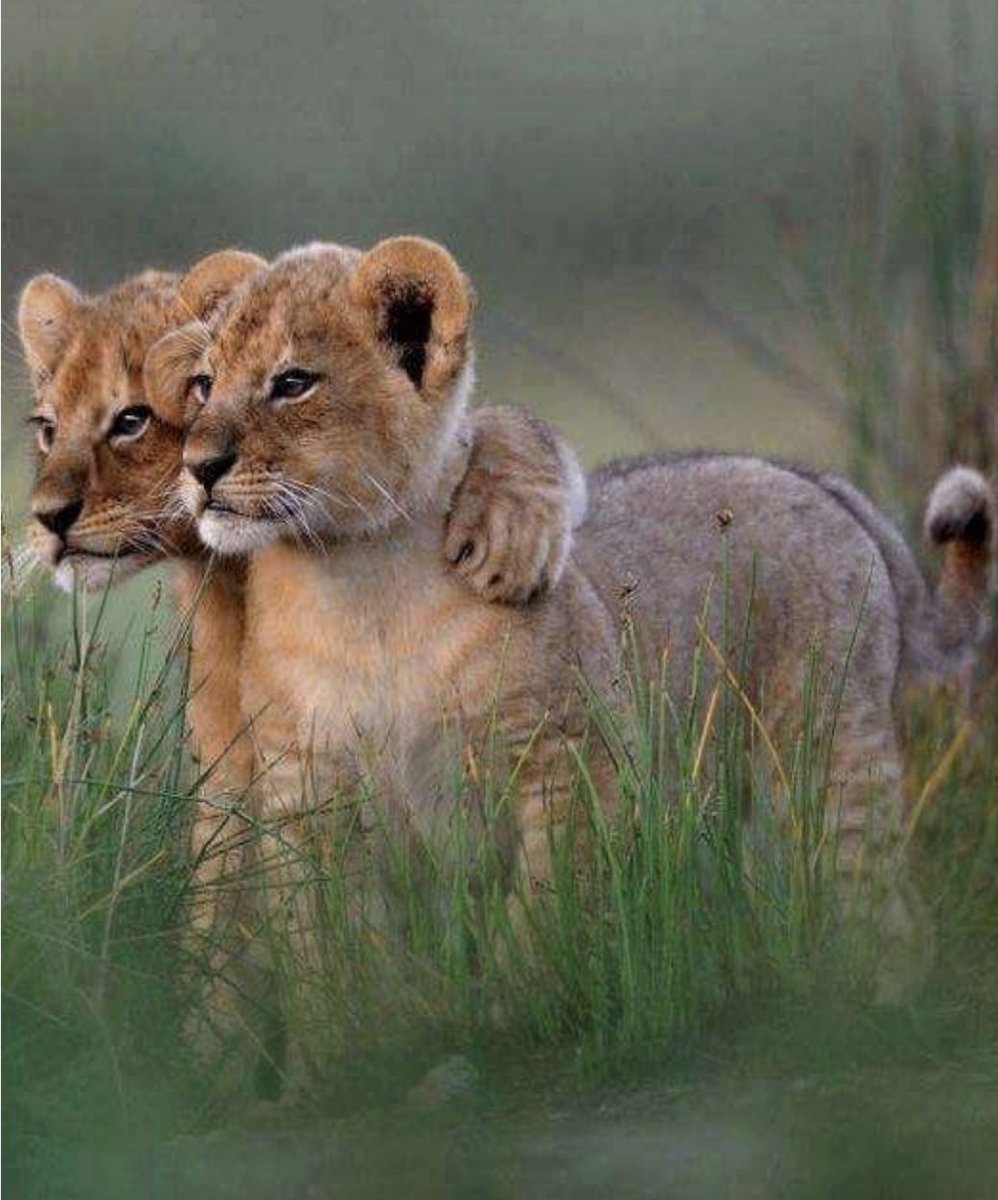 Два львенка