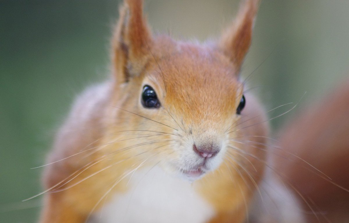 Морда белки