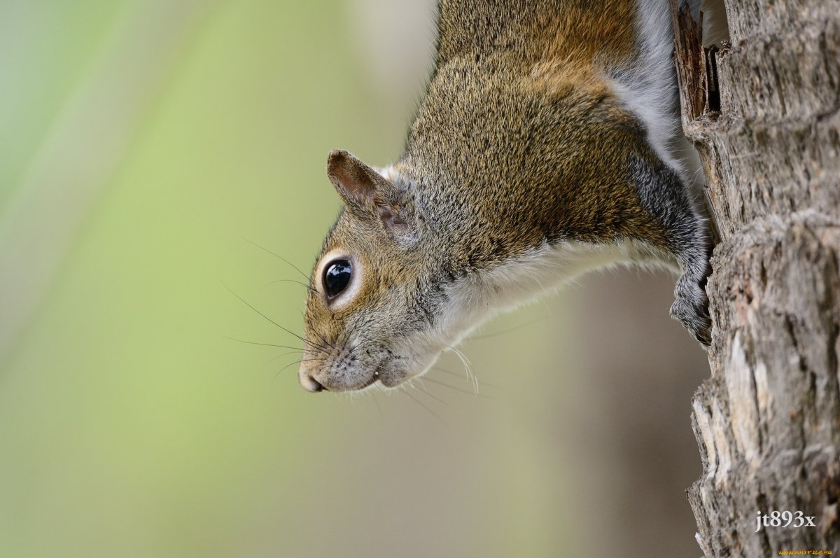 Зверюшки на верхушке
