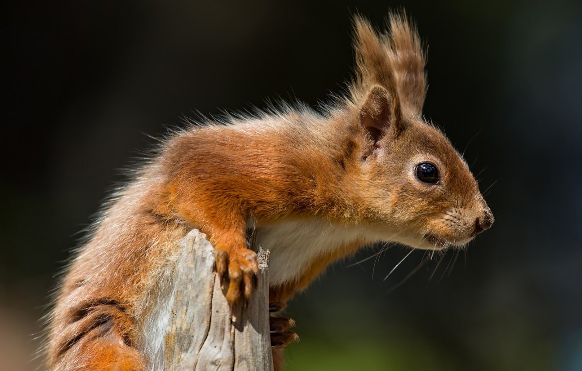 Голова белки