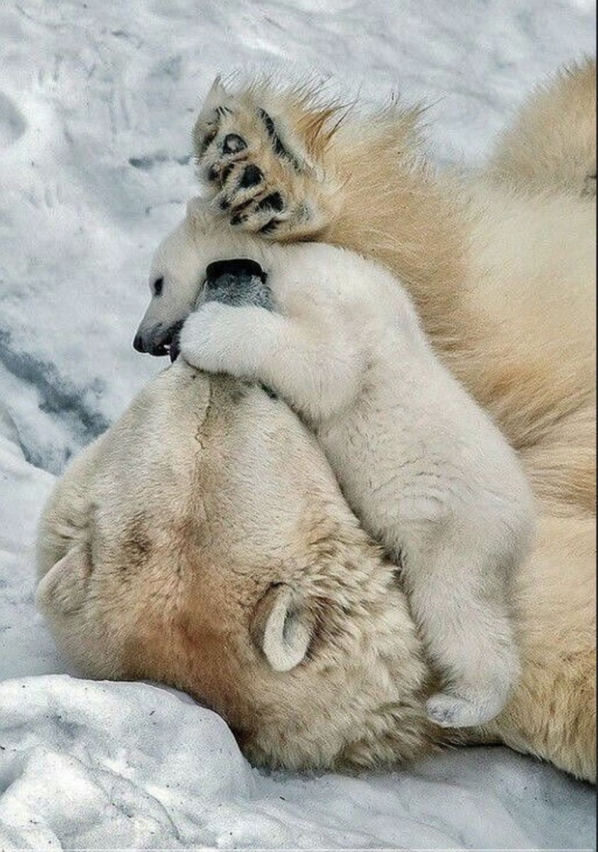 Милые объятия животных