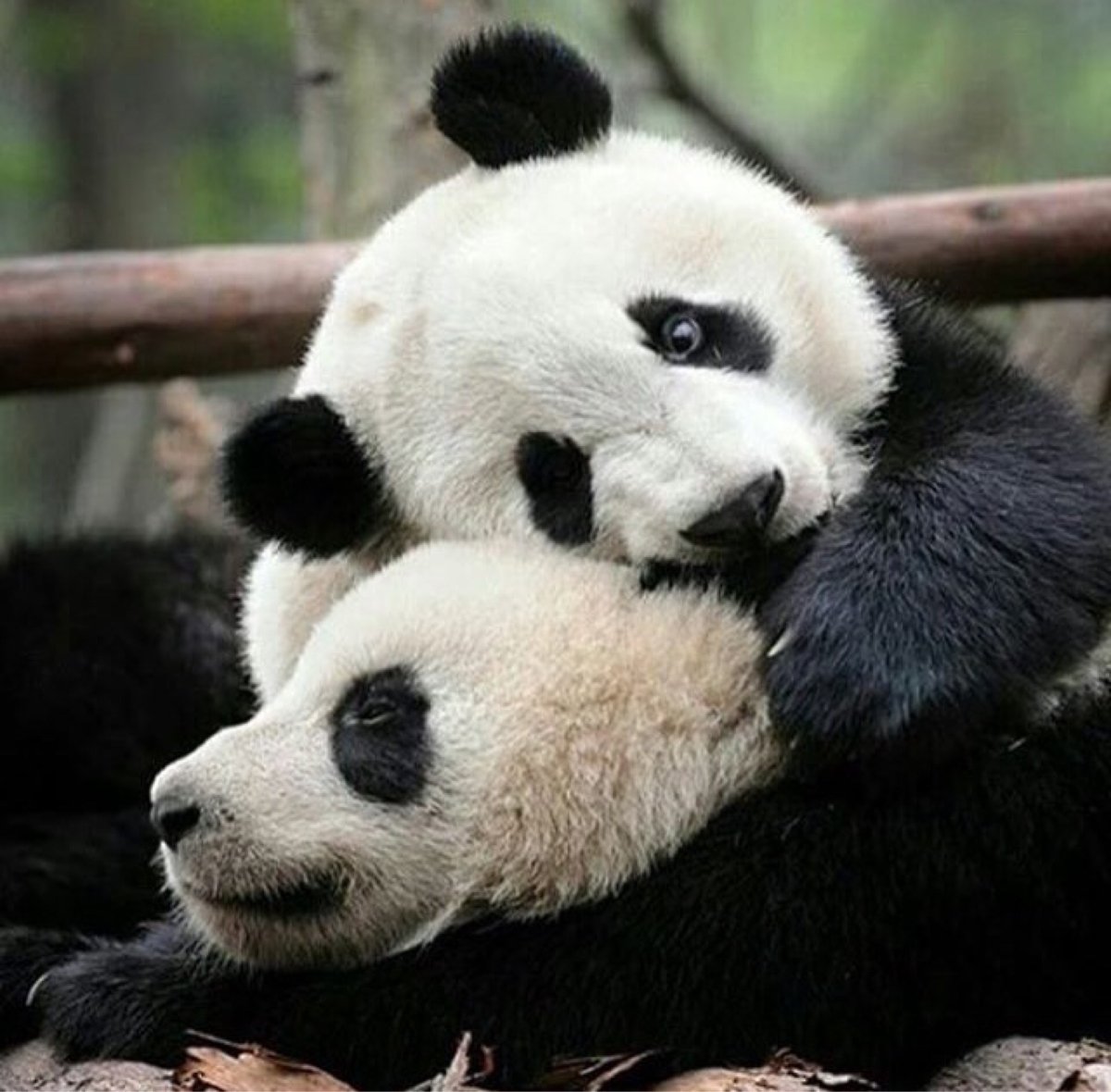 Влюбленные панды