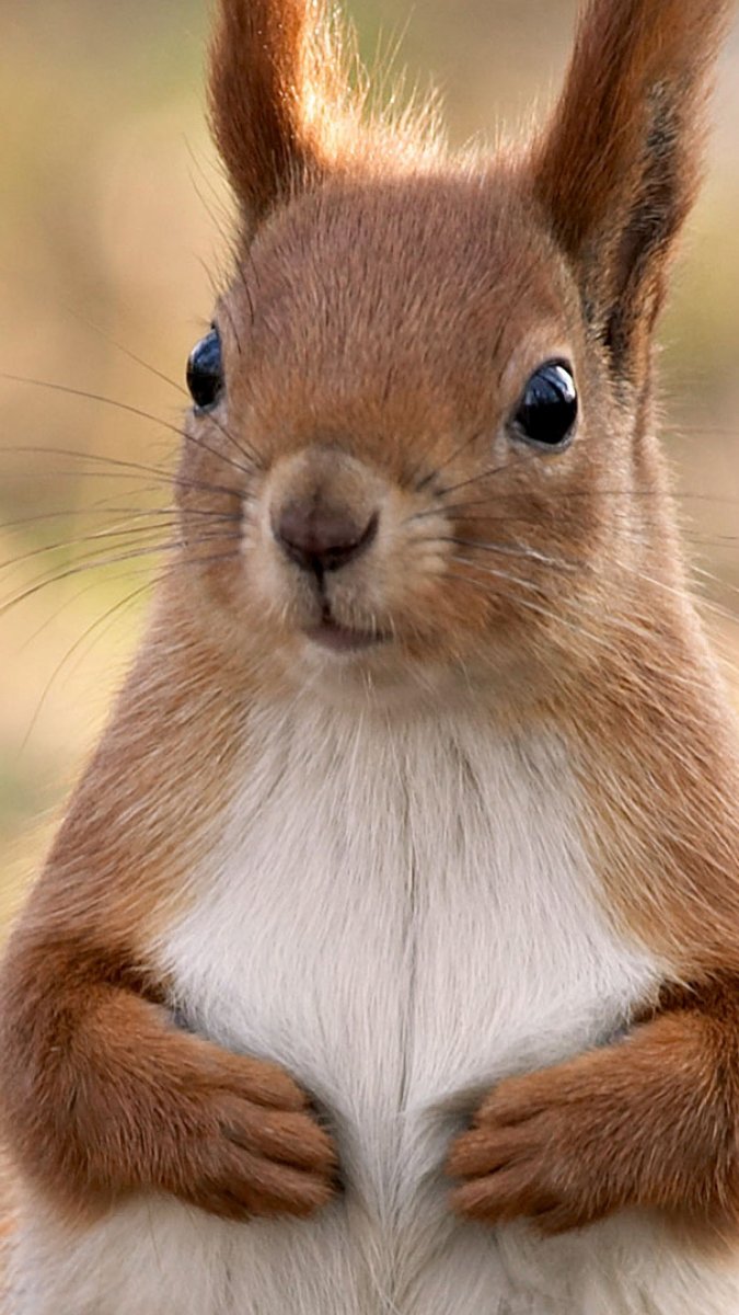 Самая красивая белка