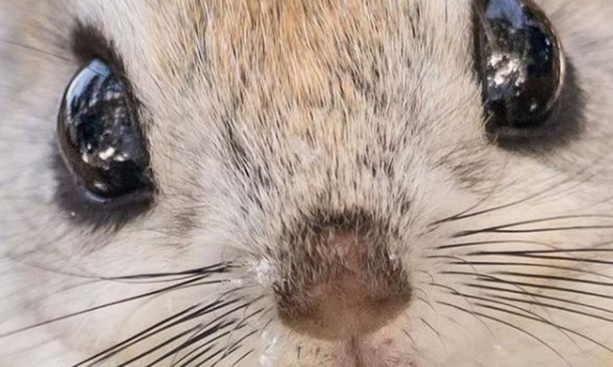 Японский зверек