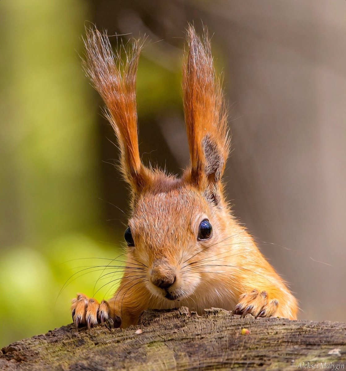 Беличьи уши