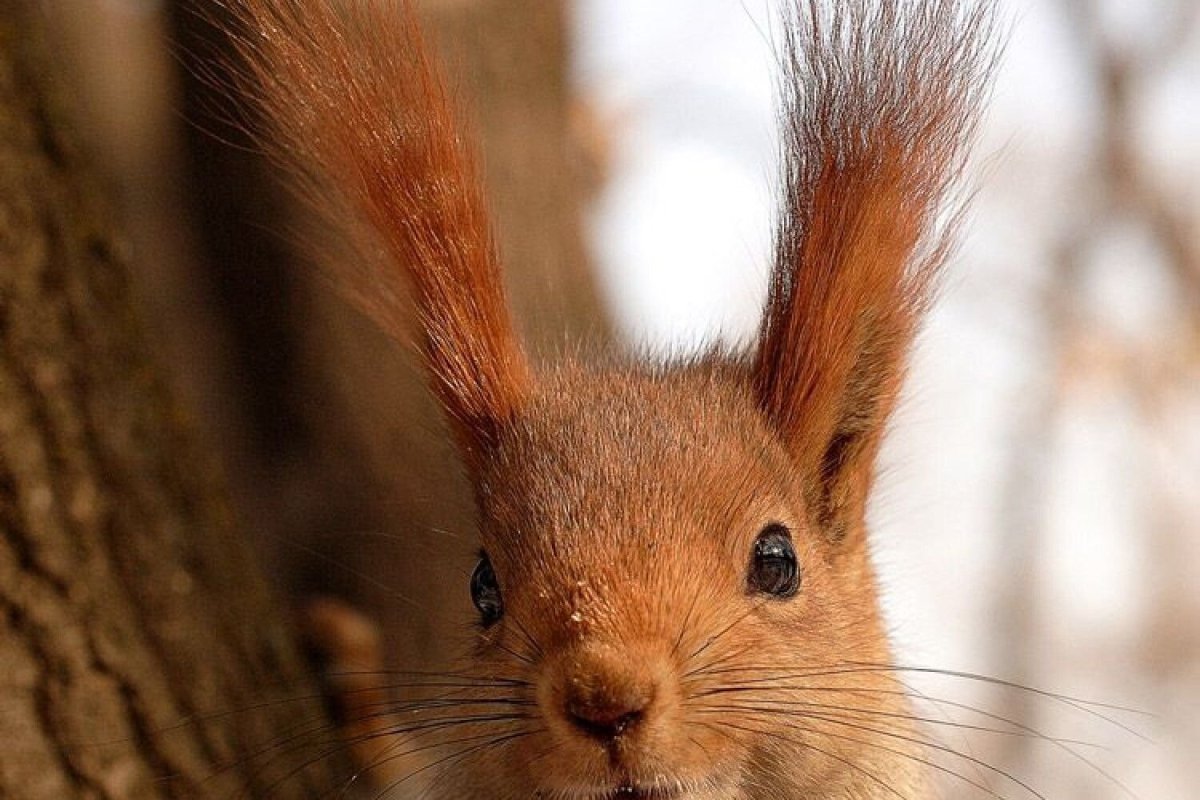 Кисточки у белки