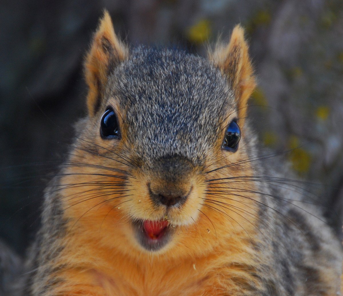 Мордочка белки