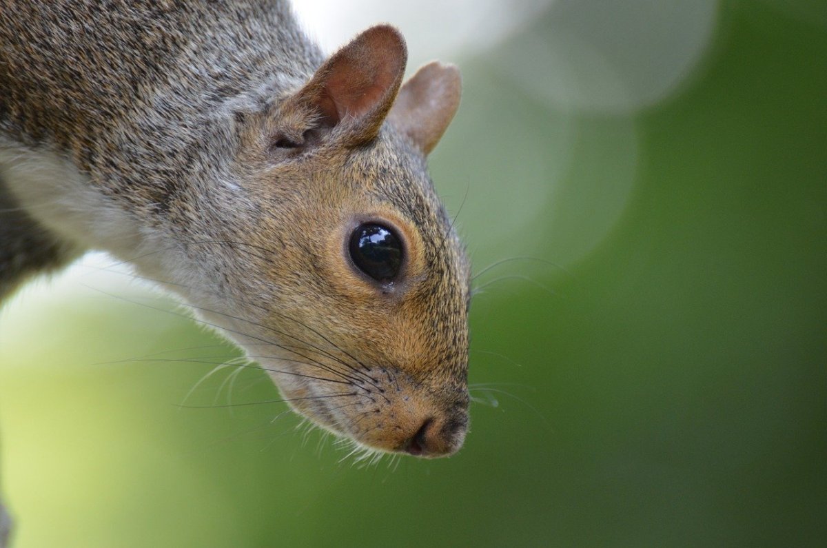 Макросъемка животные белка